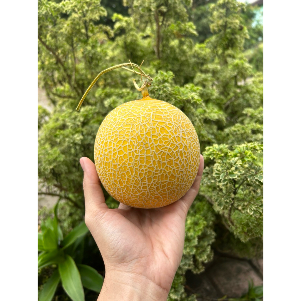 

Melon Inthanon -+ 700g