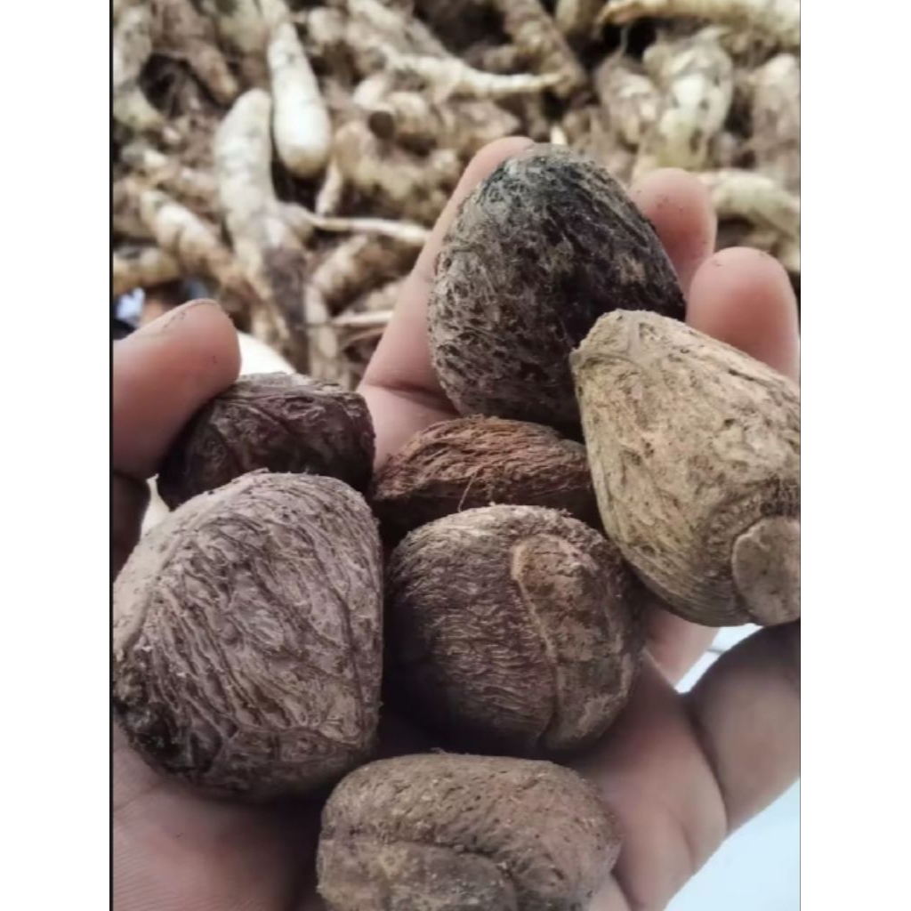 

buah kuluwuk /picung 1kg