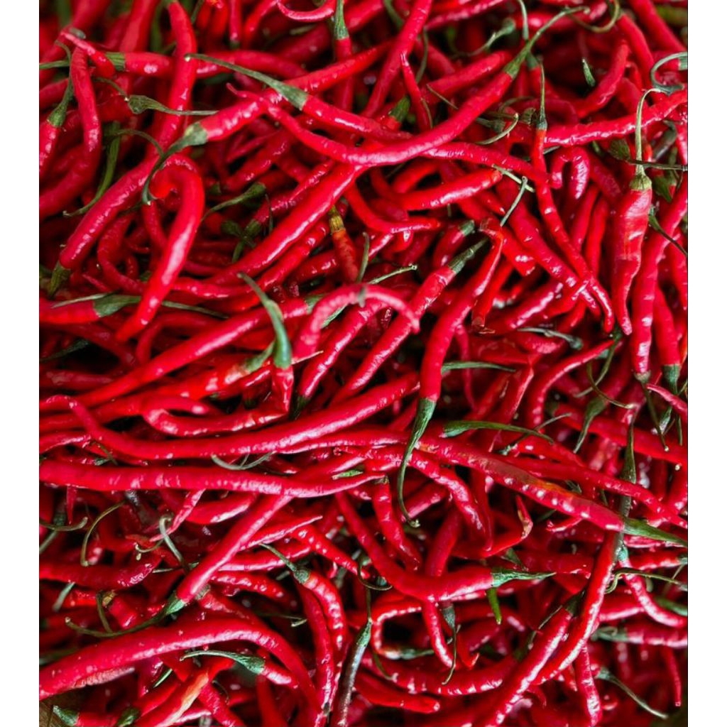 

cabai keriting merah 100 g