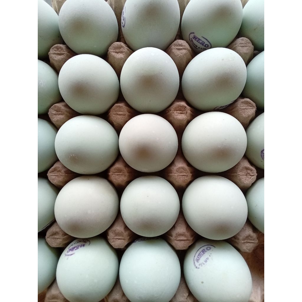 

telur bebek matang telur asin