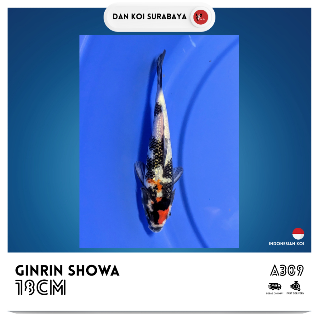 Ikan Koi Ginrin Showa Kode A309