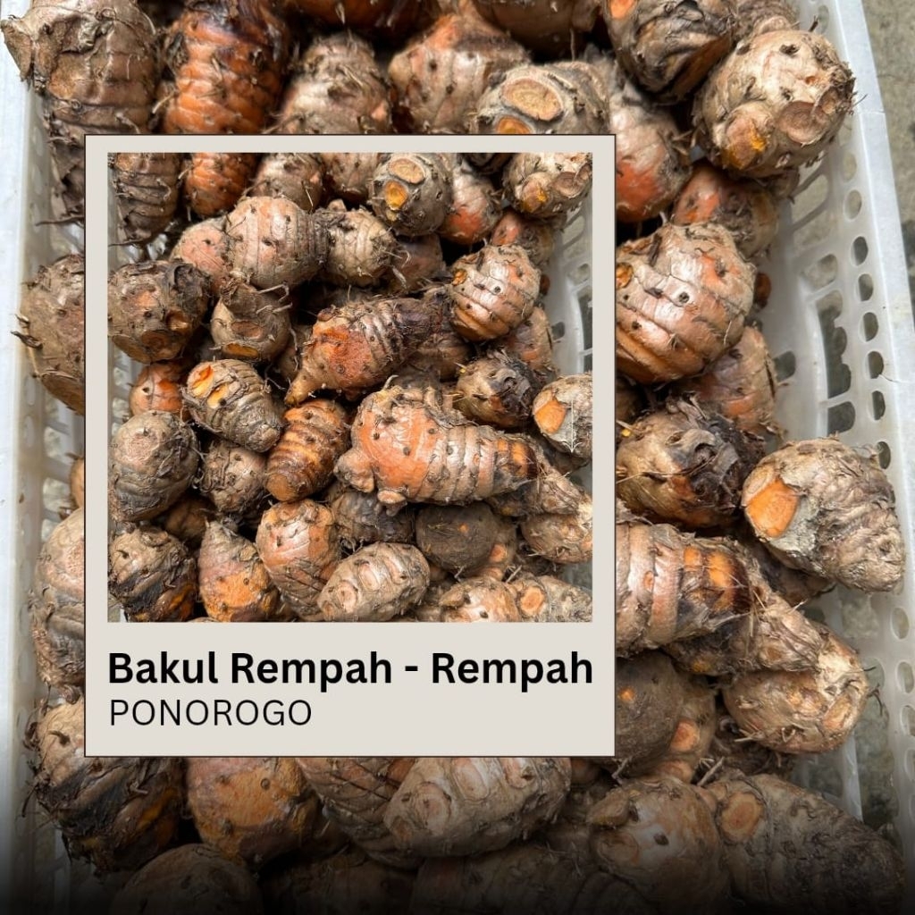 

EMPU/BIANG KUNIR/KUNYIT 1000GR