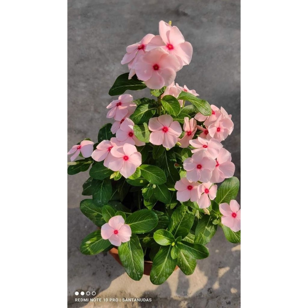 Tapak dara bunga pink - Pohon tapak dara - Tanaman hias tapak dara