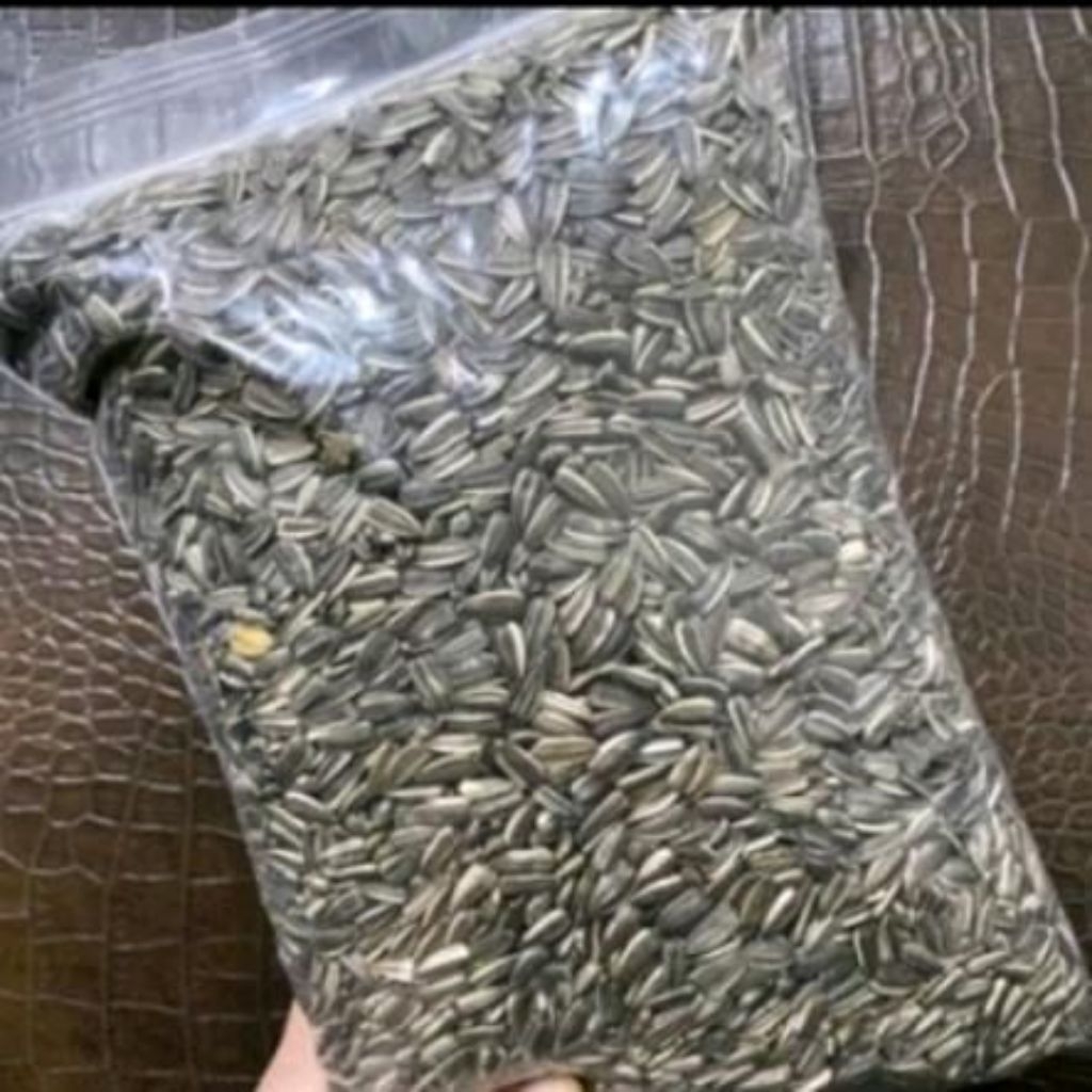 KUACI KILOAN PAKAN BURUNG