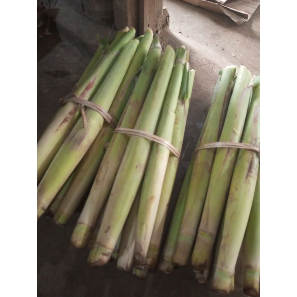 

Turubuk telor tebu endong fress