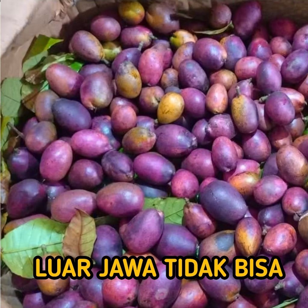 

Buah Matoa 1 Kg Fresh Baru Petik