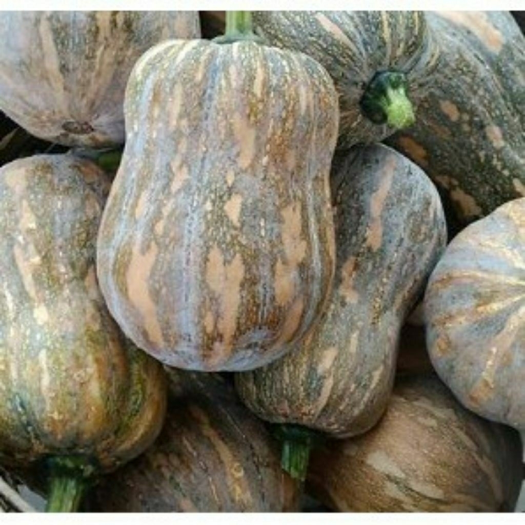 

Benih biji Labu kendi isi 5 biji