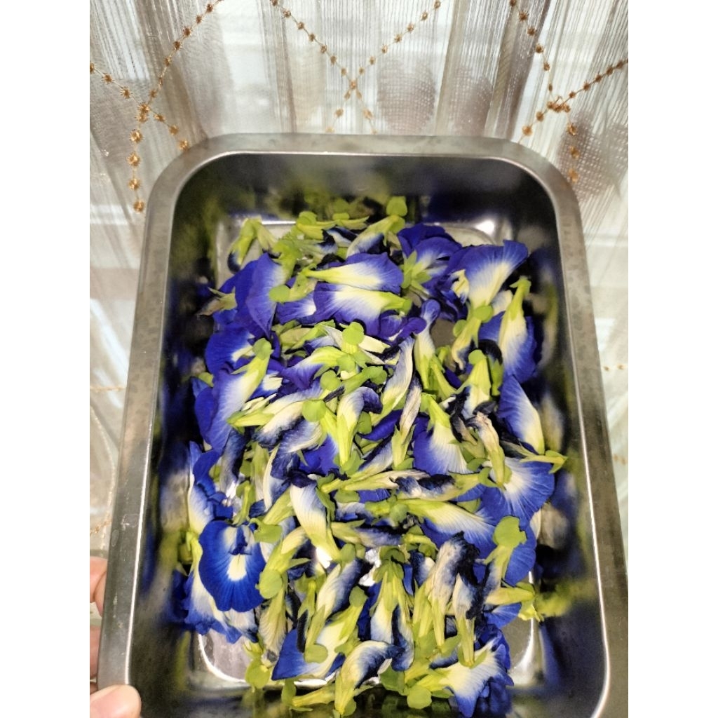 

bunga butterfly pea kering tanpa kelopak pewarna biru alami organik