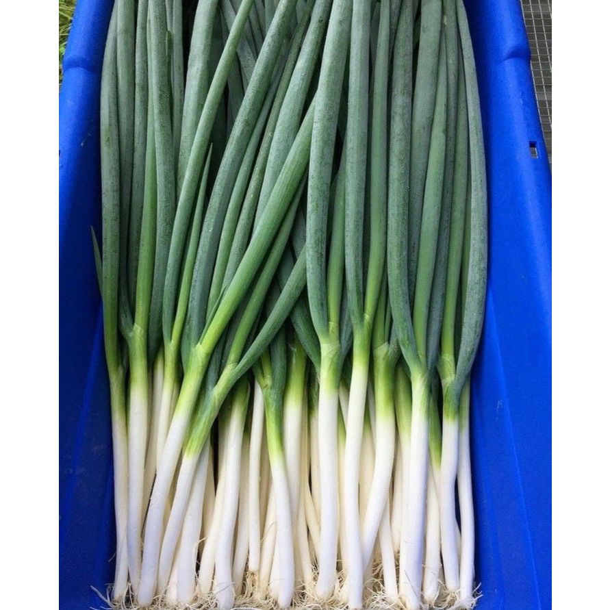 

Daun Bawang Fresh Bersih Pengiriman Instant