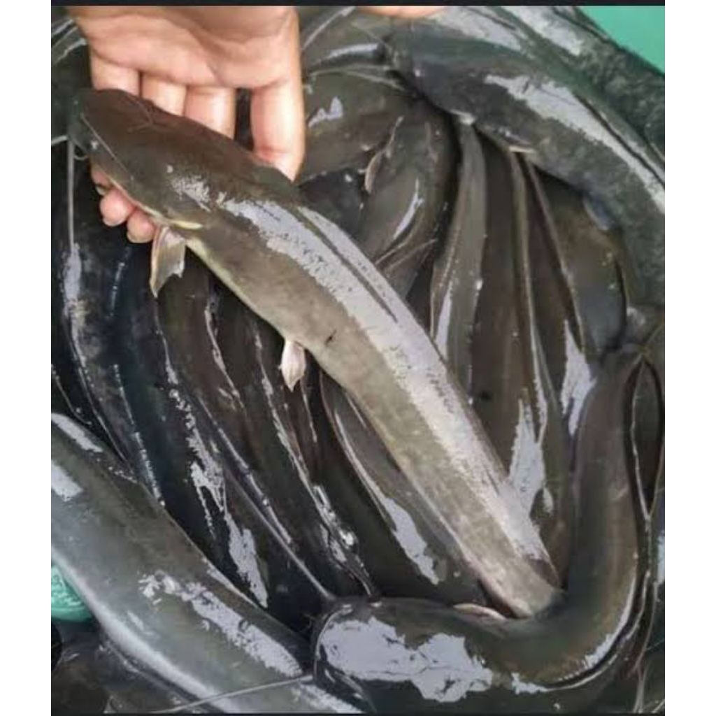 

ikan lele 1 kg