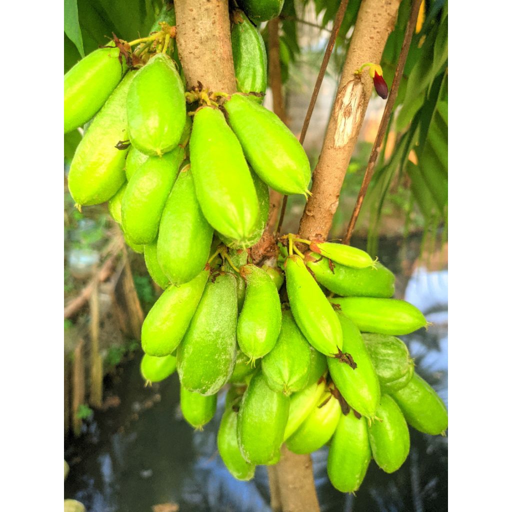 

buah belimbing wuluh/celincing 400 gram