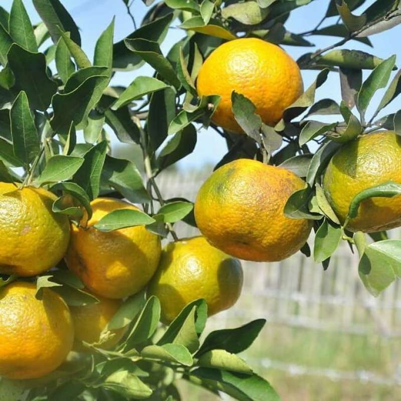 

Fresh Fruits Buah Jeruk Keprok 55 Batu harga per 1 kg asli batu malang