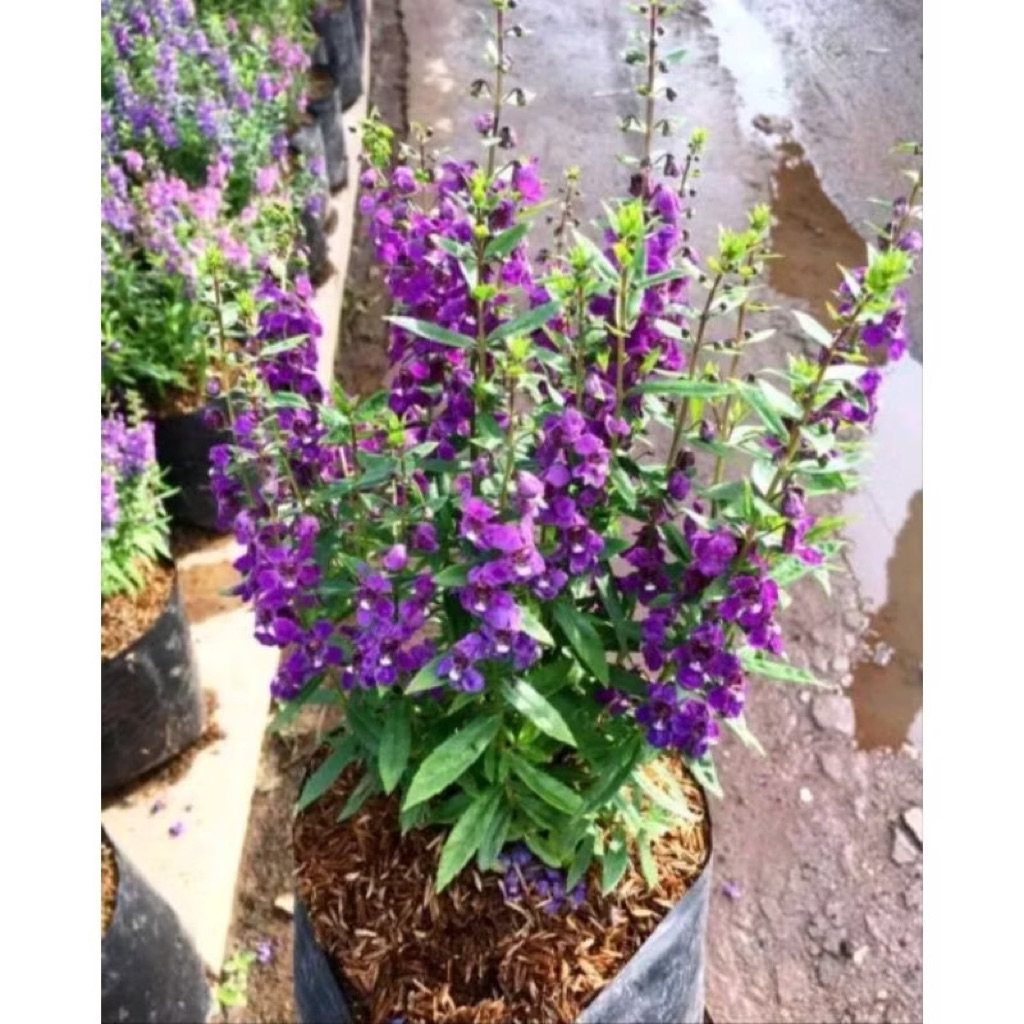 Lavender Ungu - Tanaman Hias Lavender Ungu Berbunga - Tanaman Bunga Lavender Ungu