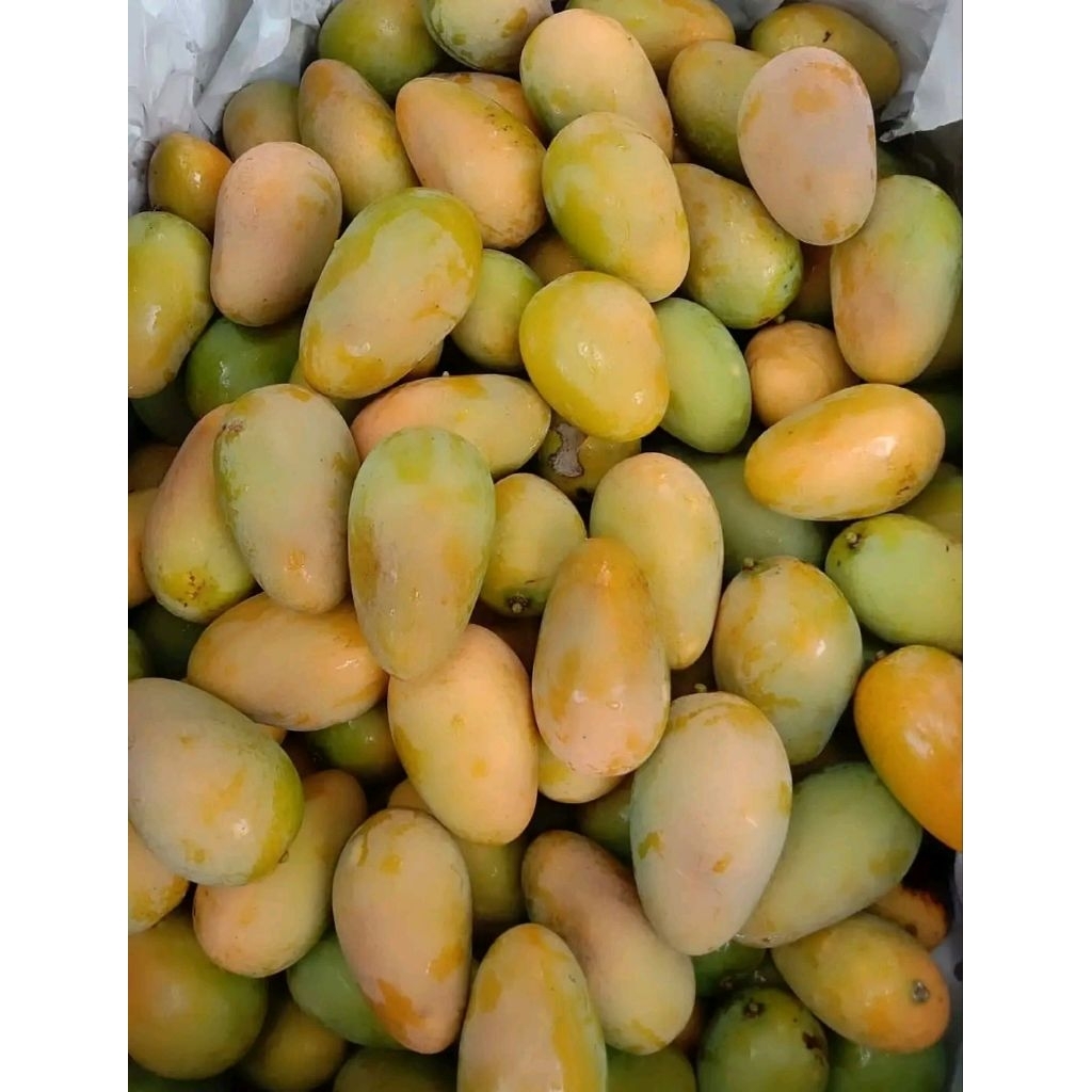 

Mangga Toba Manis Manis