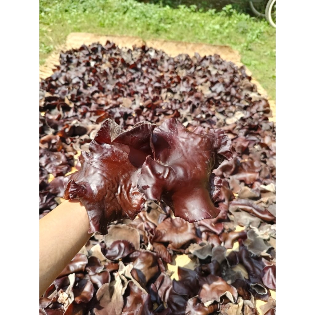 

JAMUR KUPING BASAH KEMASAN 250g/500g/1kg