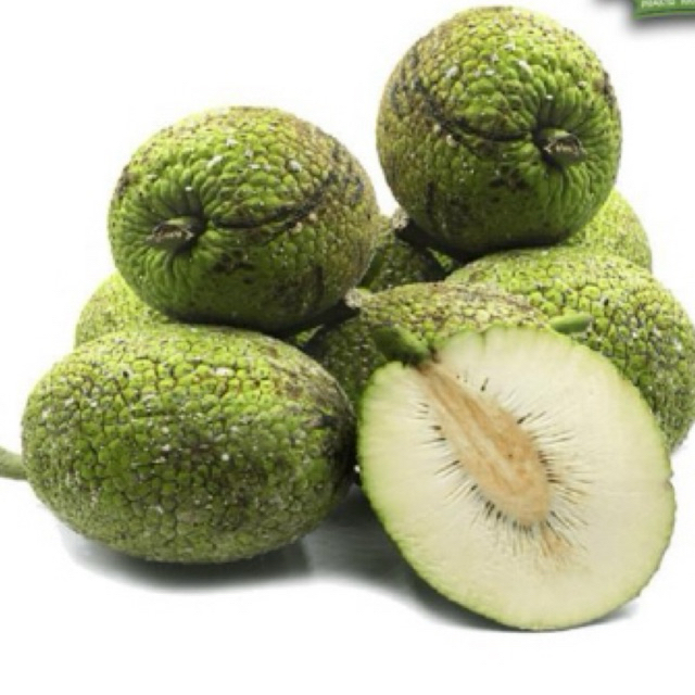 

Buah Sukun 1 Butir/ Buah Sukun Manis Gurih/ Keripik Sukun/Stik Sukun/Sukun Murah/Buah Sukun Mentah Siap Goreng