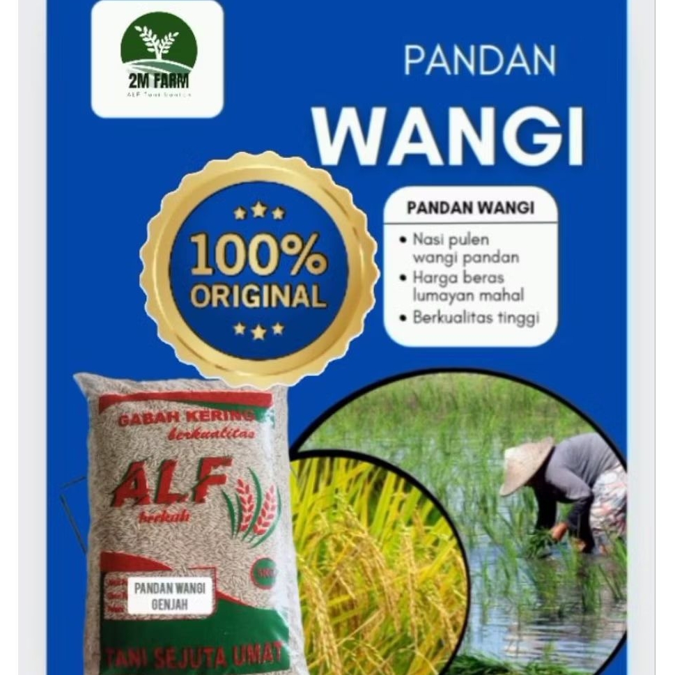 benih padi PANDAN WANGI lokal padi sawah