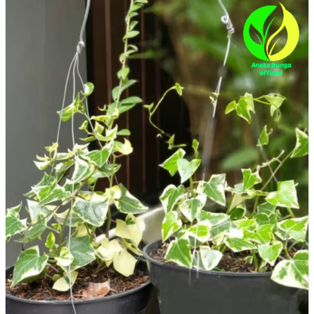 POHON GANTUNG IVY VARIGATA / TANAMAN GANTUNG IVY VARIGATA