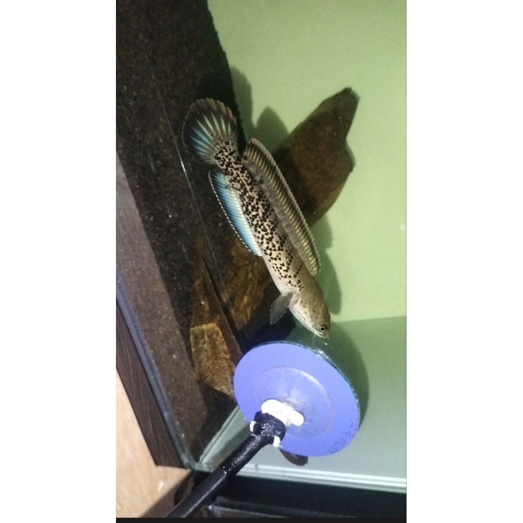 Ikan Channa Stewarti