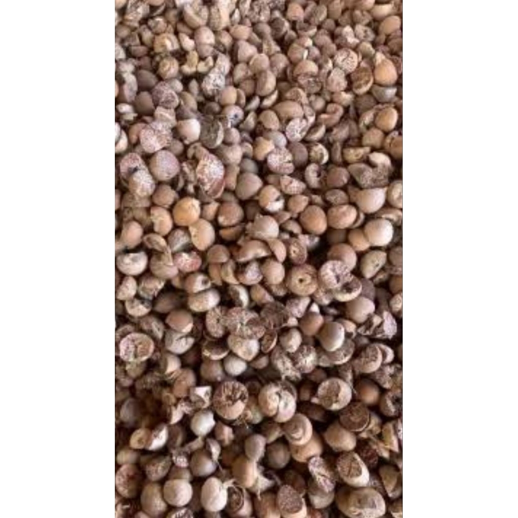 

Buah jambe kupas asli organik berat 100gr rempah asli nusantara
