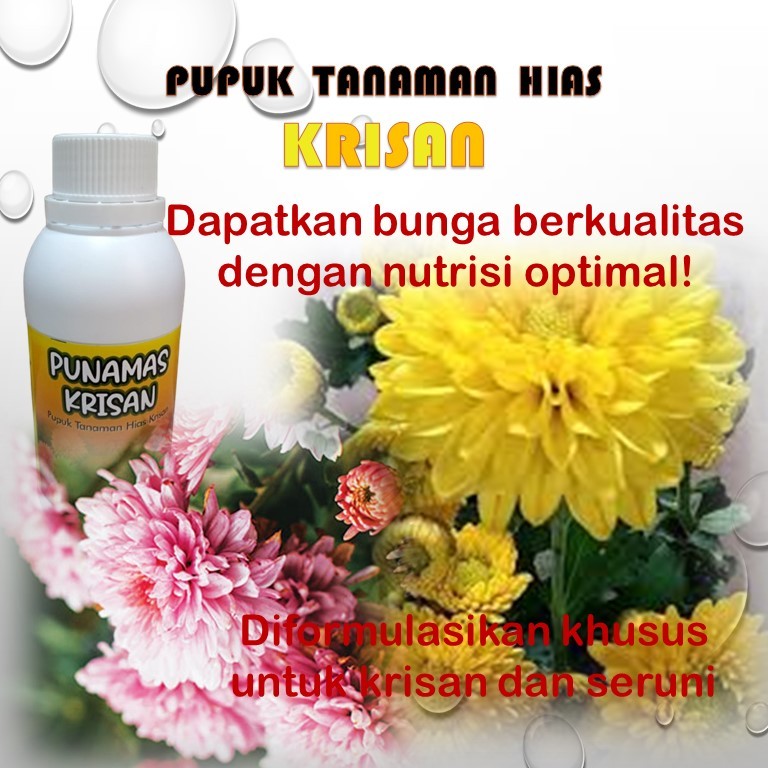Pupuk bunga krisan hidup / booster bunga krisan / nutrisi bunga krisan / pupuk bunga