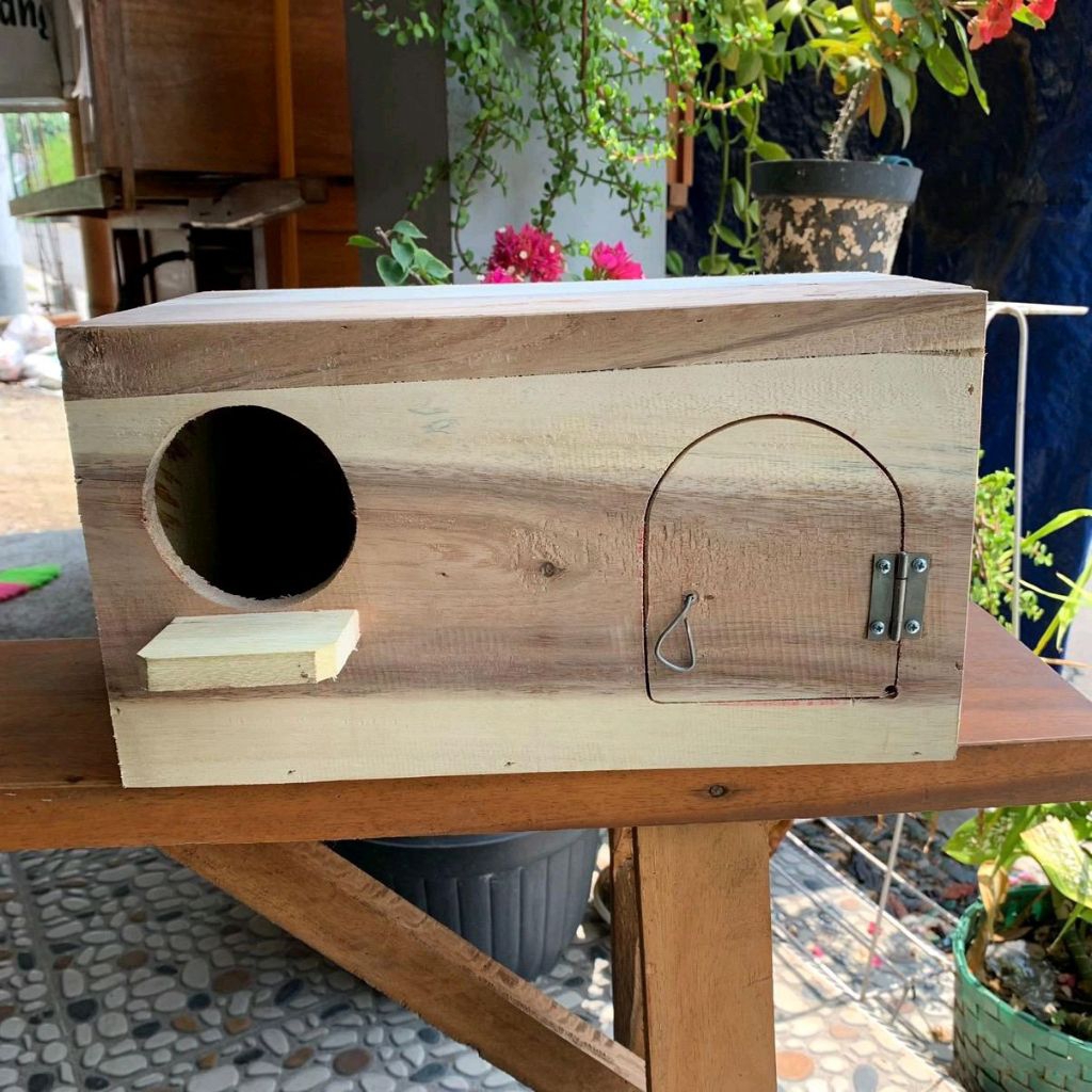 Burung Murai Kenari Nuri Model Falk Glodok