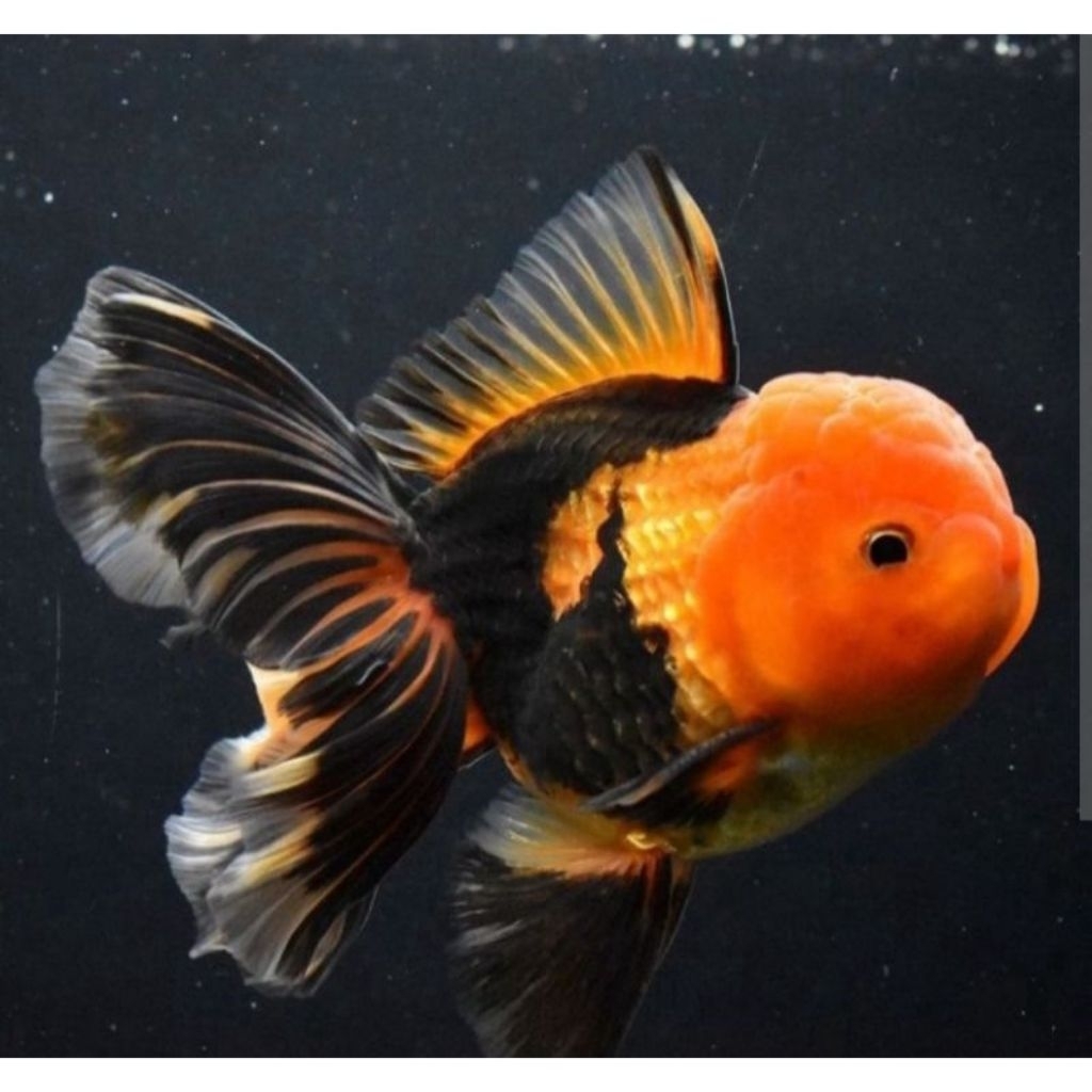 KOKI ORANDA BLACK GOLD (COLAD ROSTYALE)