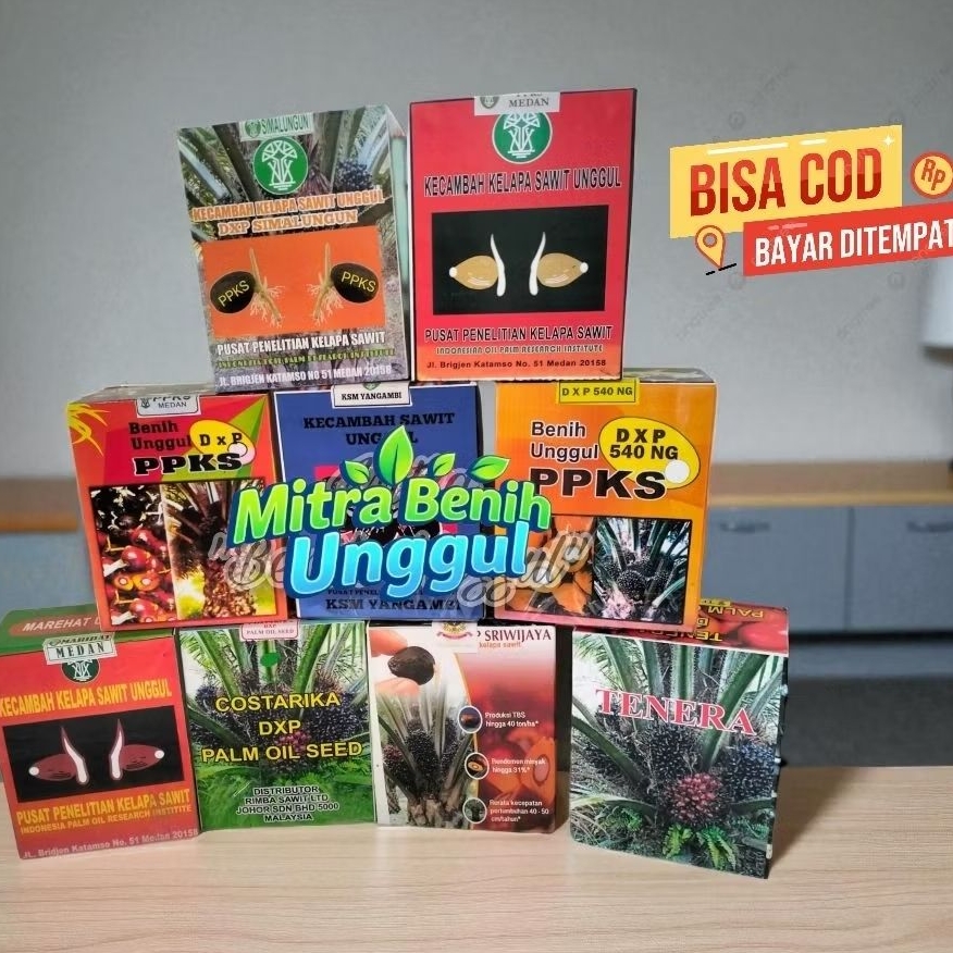 Biji benih kecambah kelapa sawit unggul
