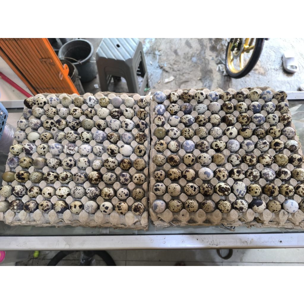 Umpan Galatama lele Telor Tapuy