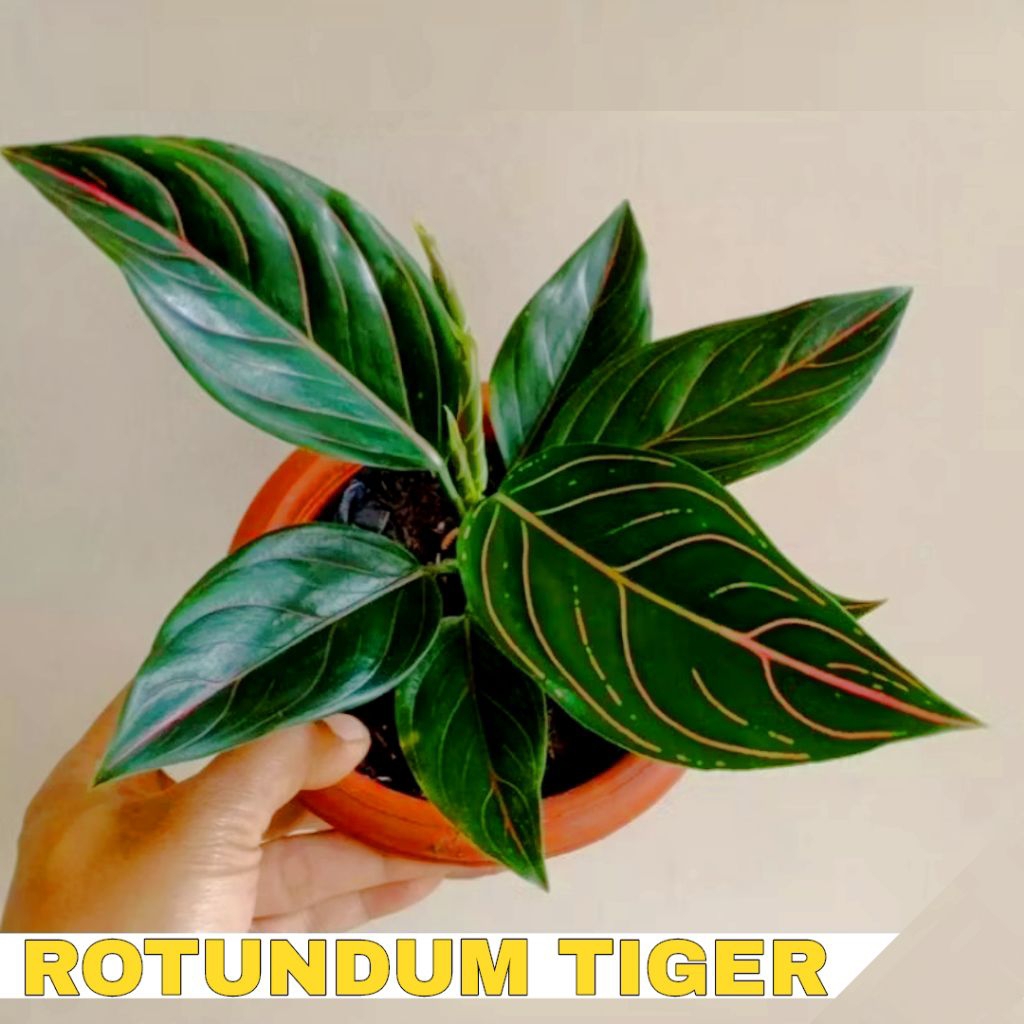 Bibit aglonema rotundum | rotundum tiger | rotundum hijau