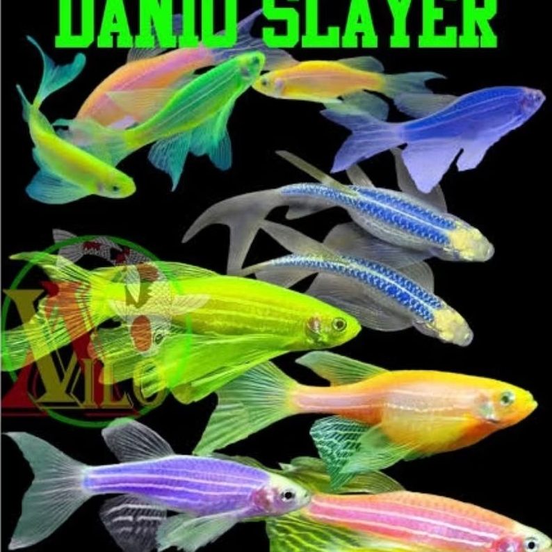 

Stiker danio slayer warna warni