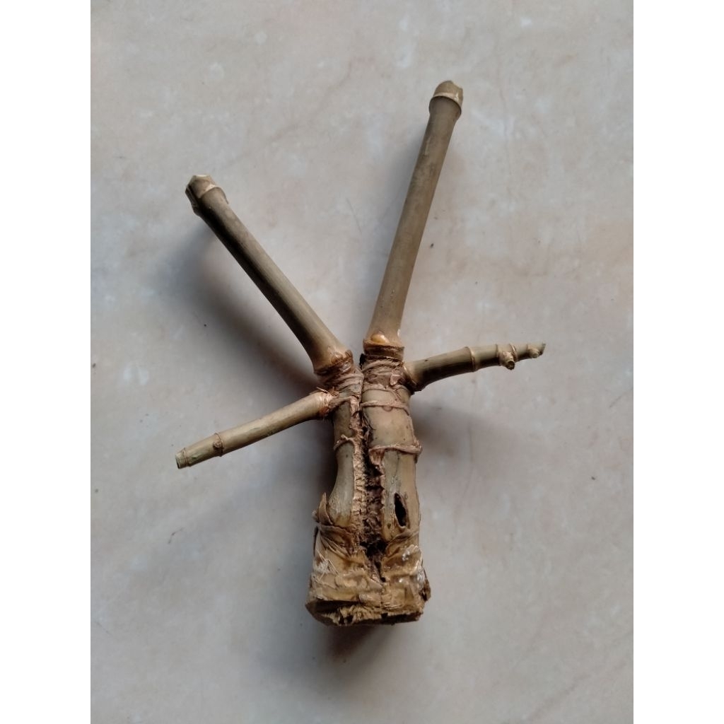 BAMBU UNIK COMBONG TEMBUS PECAHROGO SONGGOBUWONO (12 CM) ORI