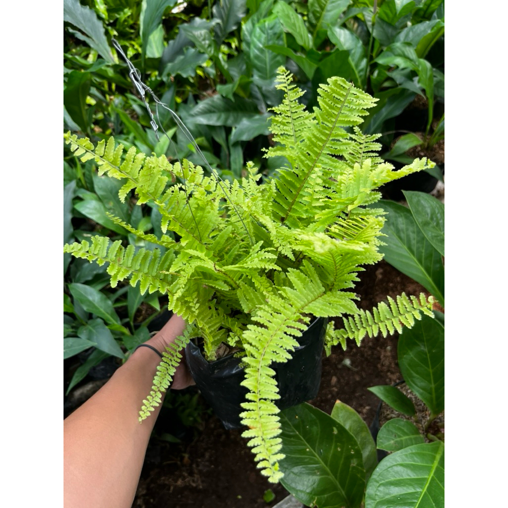 tanaman hias pakis boston kuning - pakis boston rimbun - pakis