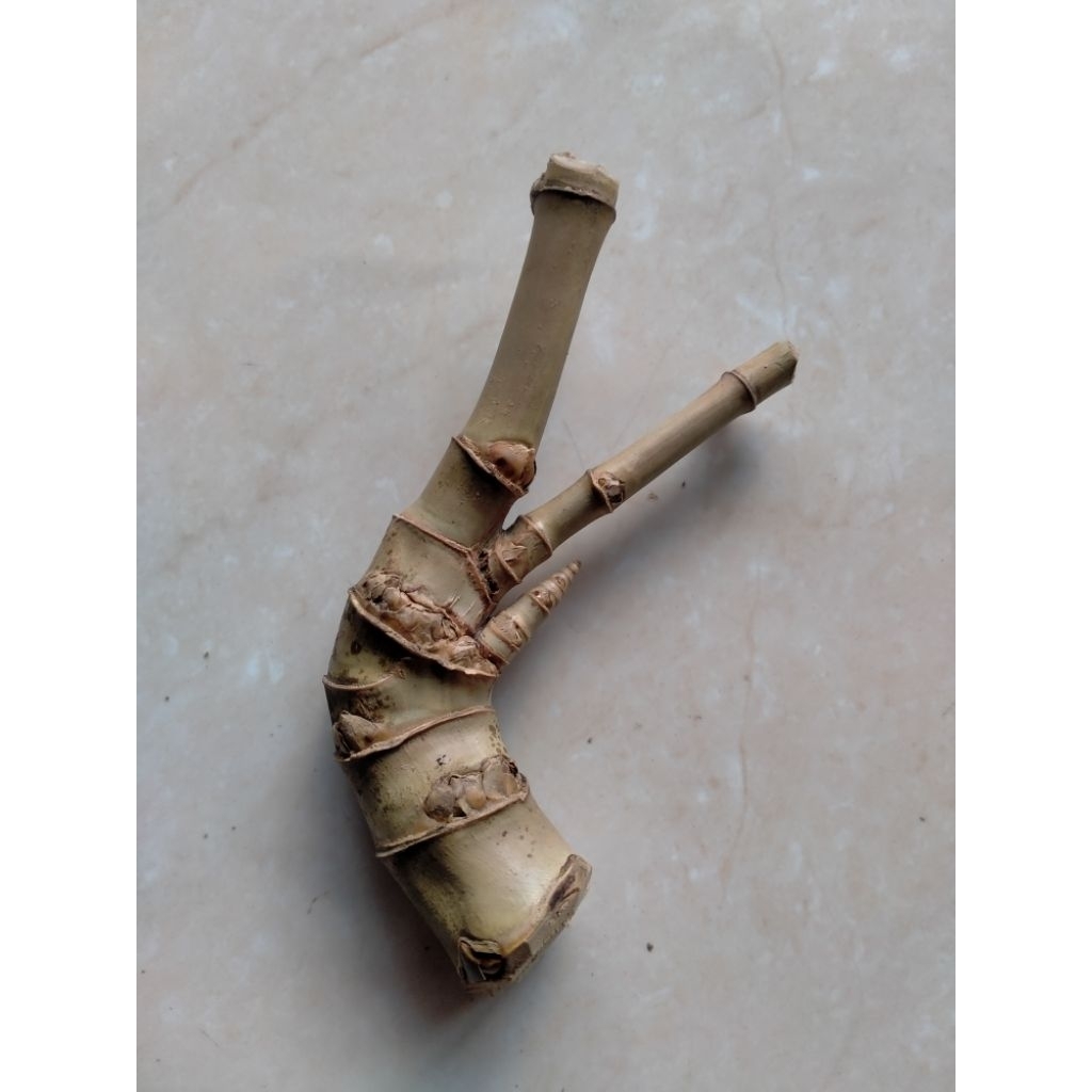 BAMBU UNIK DAMPIT 3 (12 CM) ORI SANGAT LANGKA