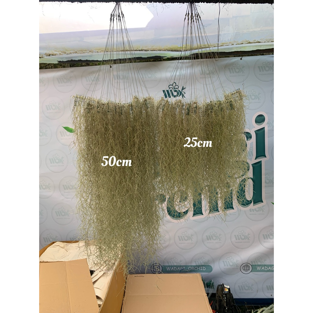 JENGGOT MUSA/Tilandsia/Jenggot dewa