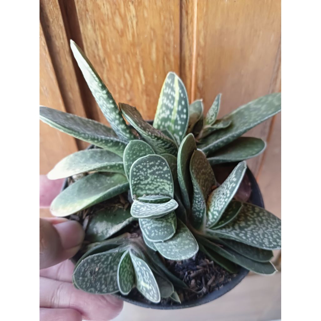 Gasteria Fuji Mini