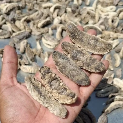 

Teripang Kering Super Kawasa Karet Semua Ukuran Murah Langsung Dari Nelayan Setempat Harga / Kg