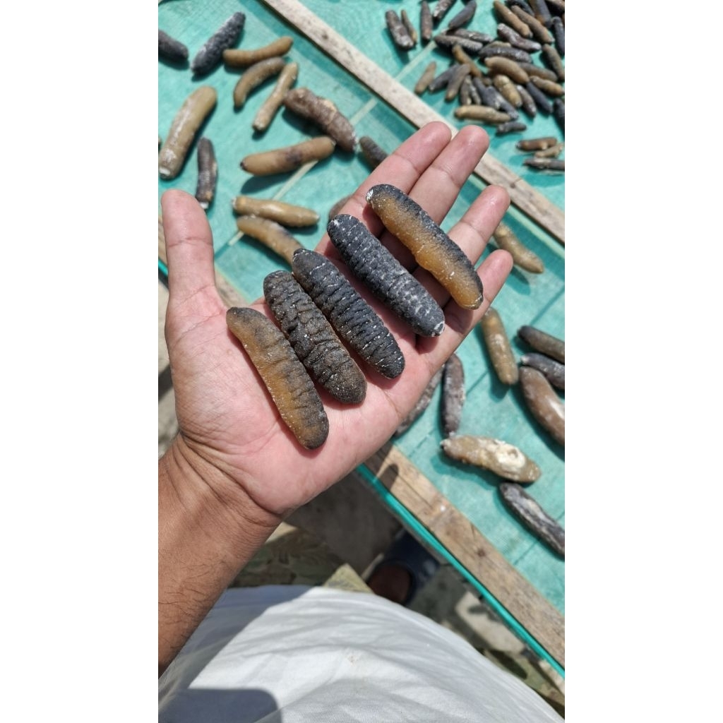 

Teripang gosok kering super langsung dari nelayan di pulau murah /kg