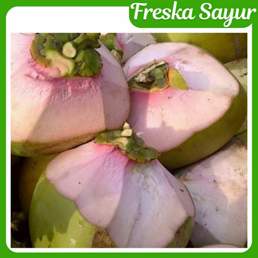 

Kelapa Hijau Buat Obat 1 Buah I Fresh