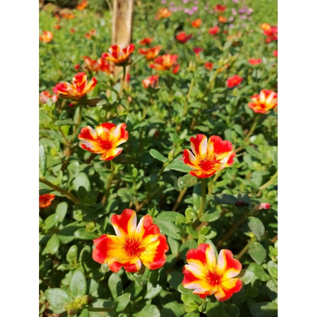 krokot duna import sunquit