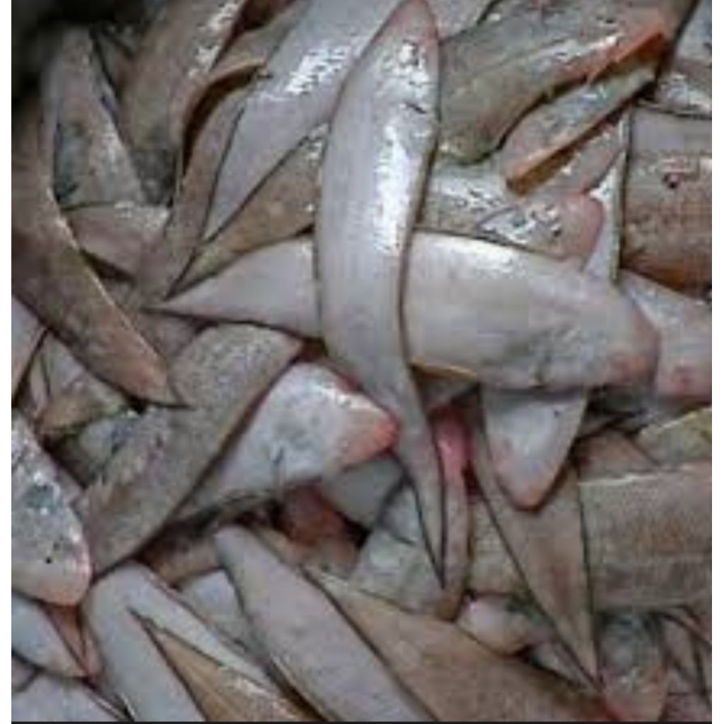 

IKAN LIDAH