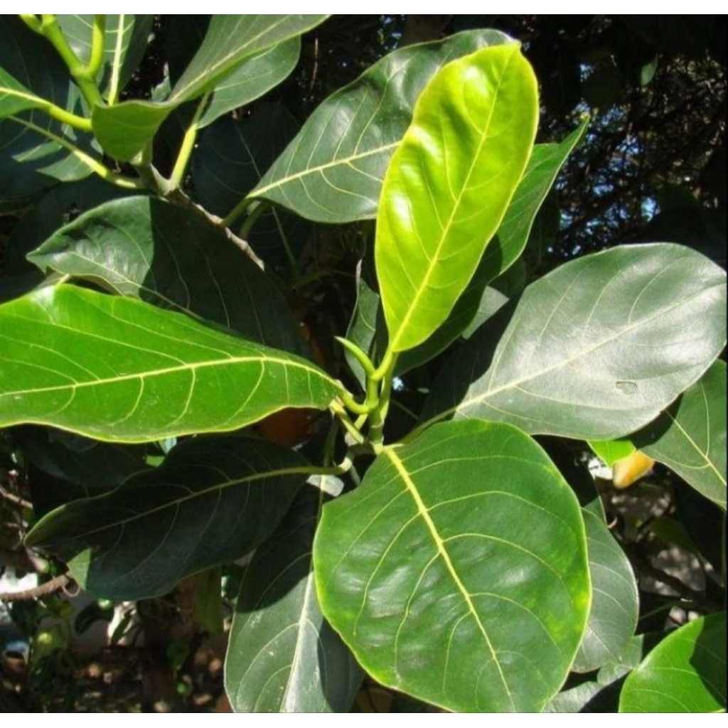 

Daun Nangka Segar Teh Daun Nangka Daun Nangka Kering Untuk Herbal Kanker dan Darah Tinggi 60 gram