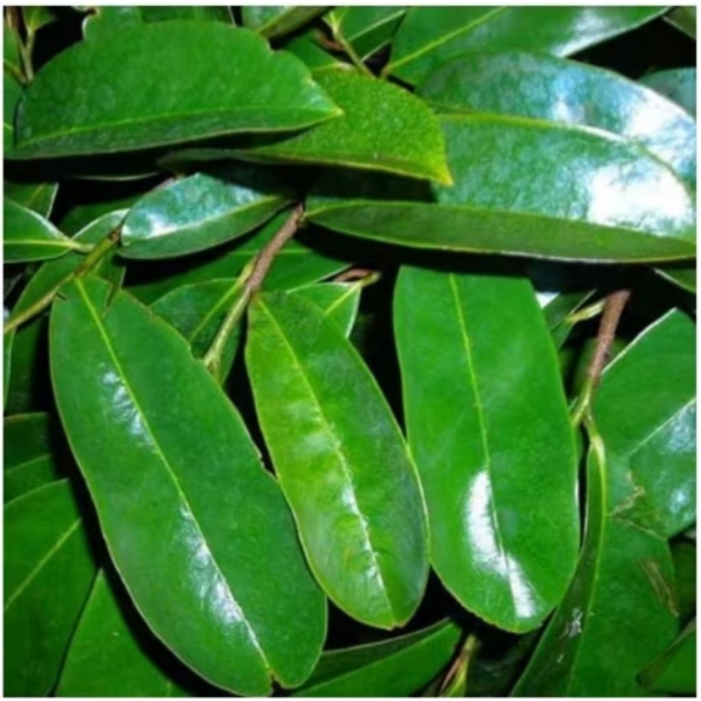 

DAUN SIRSAK SEGAR FRESH 50 LEMBAR