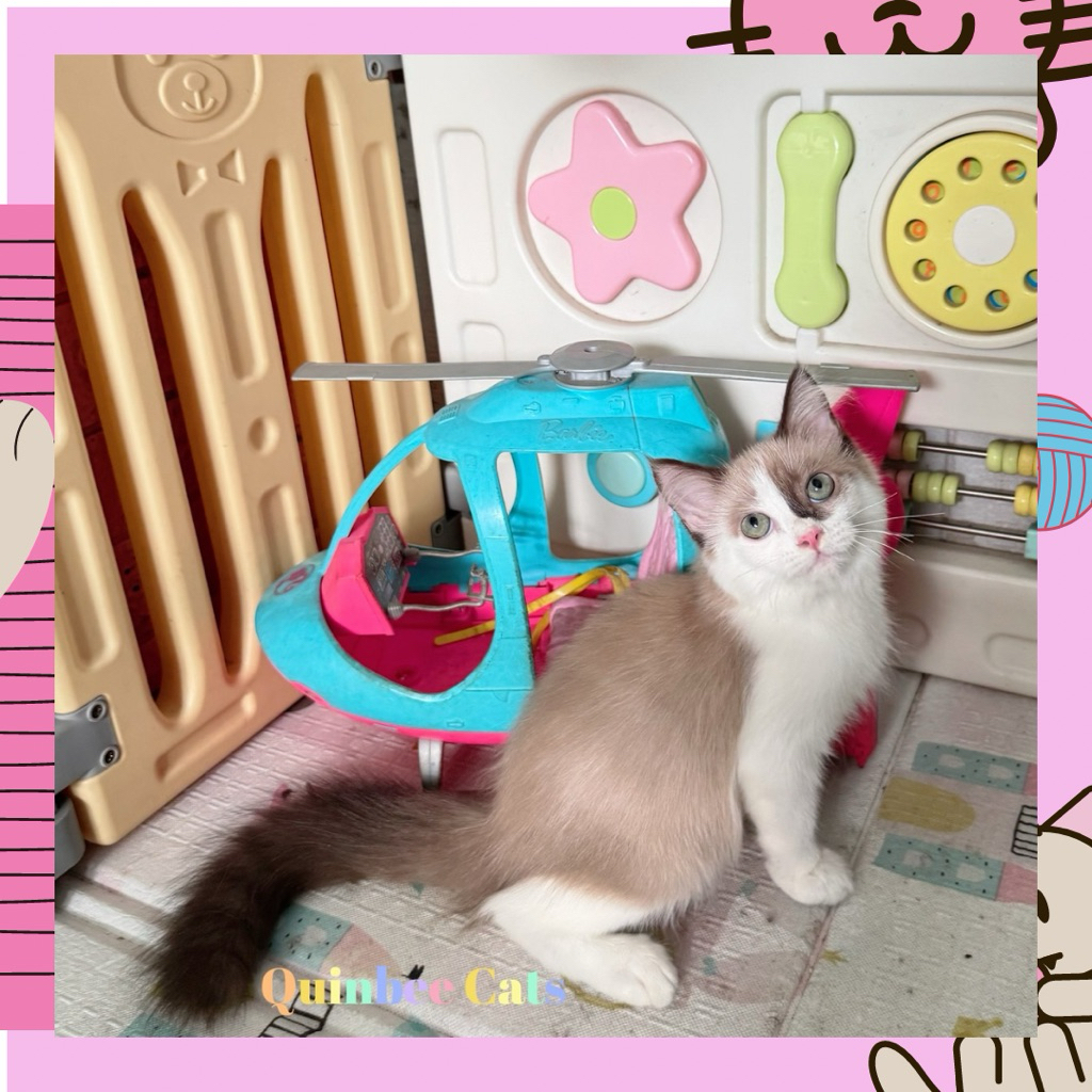 Kucing Ragdoll Seal BiColor Mink Jantan Chocolate Cinnamon White