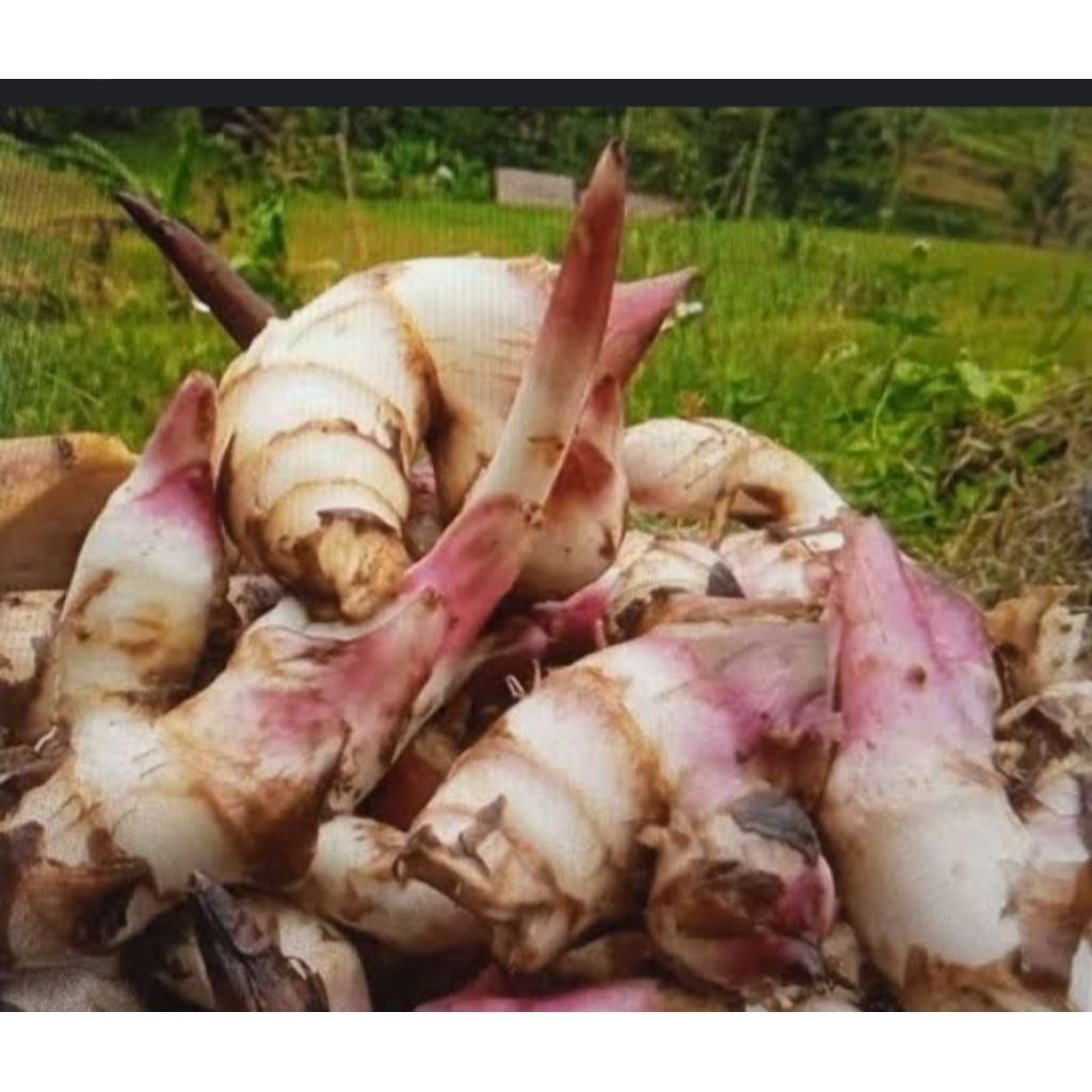 

Umbi Ganyong/Ganyol Segar 1kg