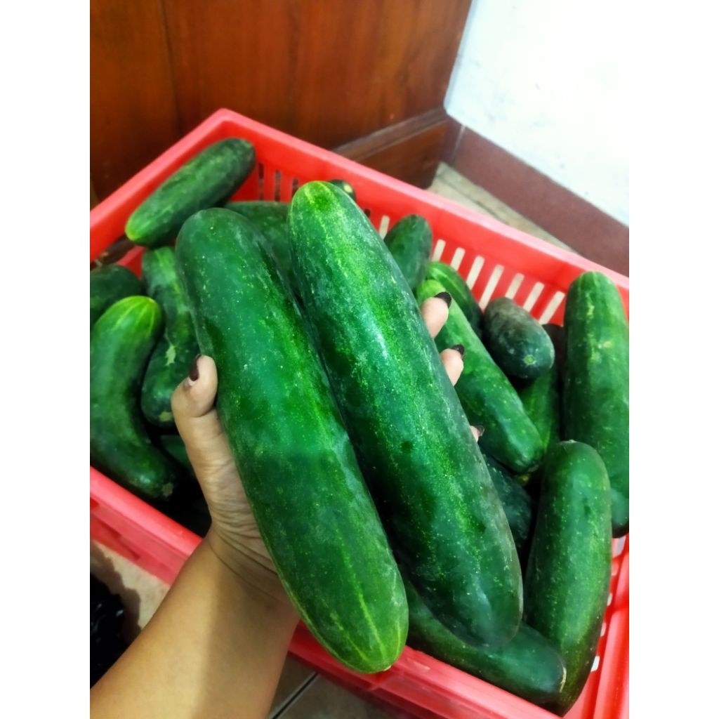 

Timun murah grosir timun murah sayur buah