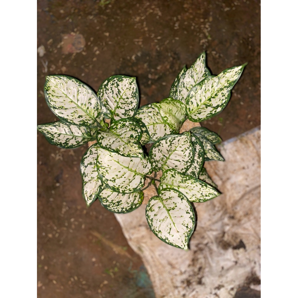 Aglonema dud anjan white/dud white