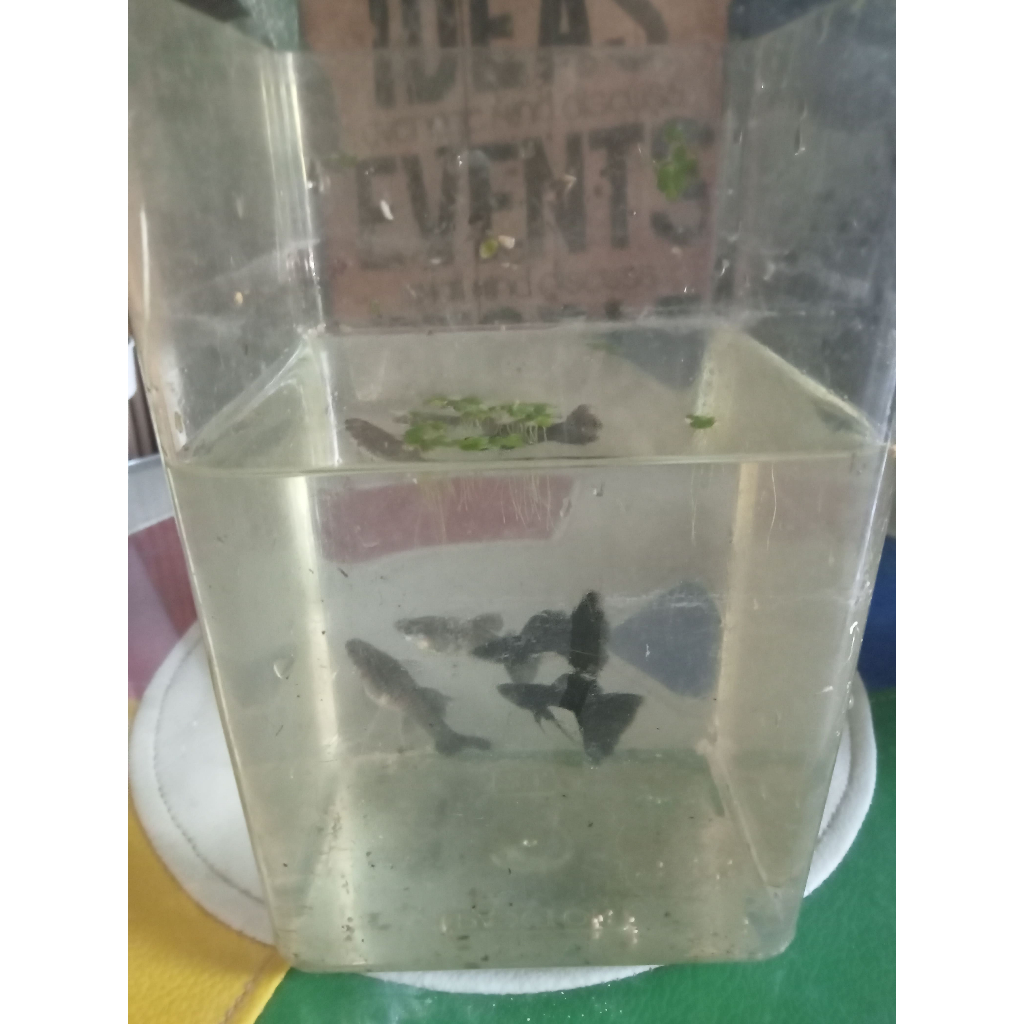 guppy black moscow butterfly ribbon