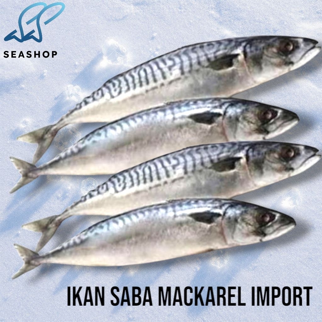 

Ikan Saba - Ikan Mackarel Import - Saba Norway