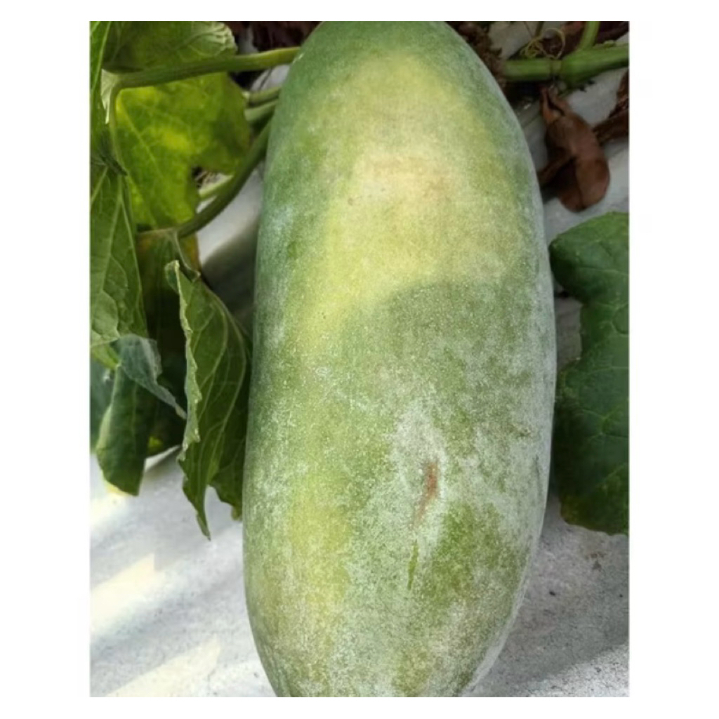 

BUAH KUNDUR BUAH BLIGO sejenis labu sayur Stock selalu Ready 1-1,5 kg